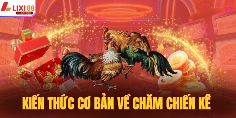 Kiến thức cơ bản cần nắm về chăm chiến kê