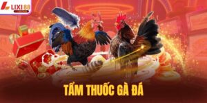 Tẩm Thuốc Gà Đá - Tìm Hiểu Về Phương Pháp Tẩm Thuốc 
